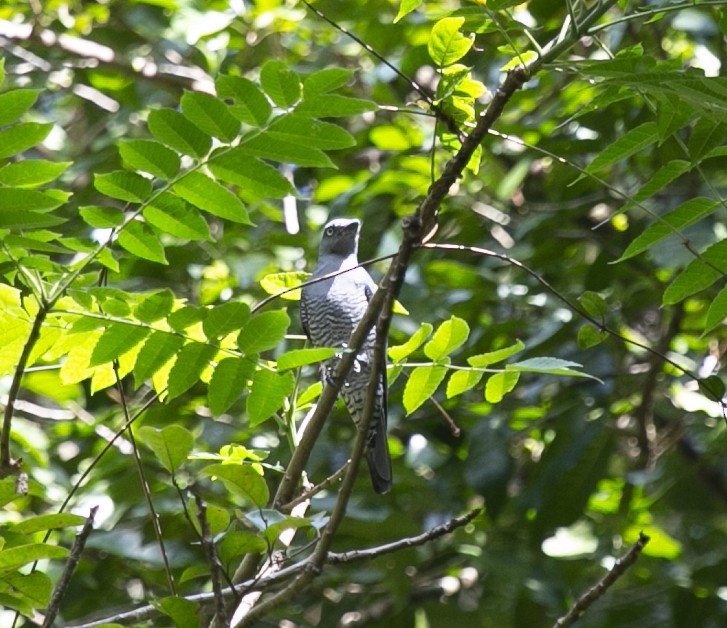 Bar-bellied Cuckooshrike - Scott Rogers