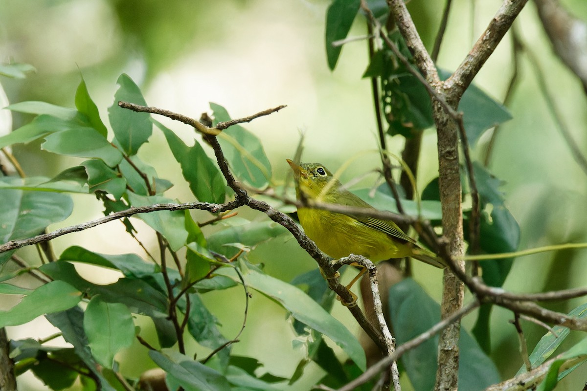 Alström's Warbler - ML545698261