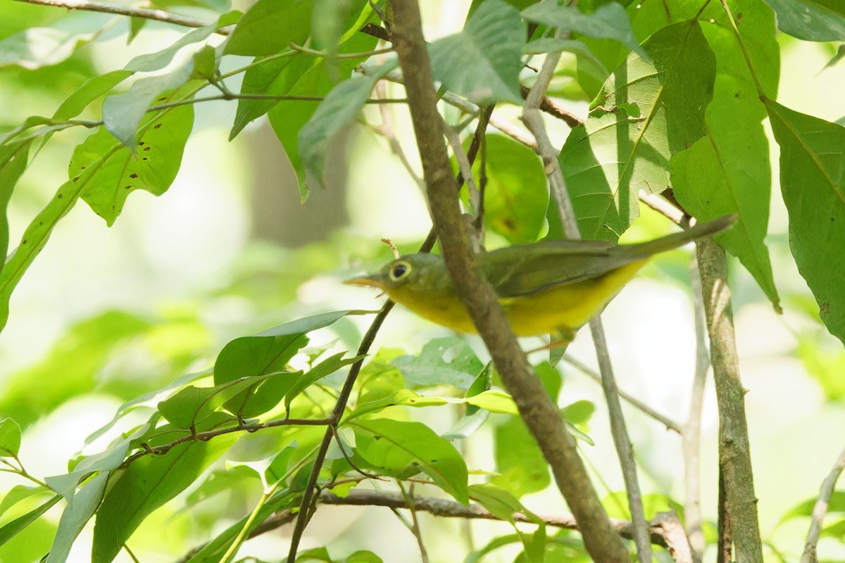 Alström's Warbler - ML545698271