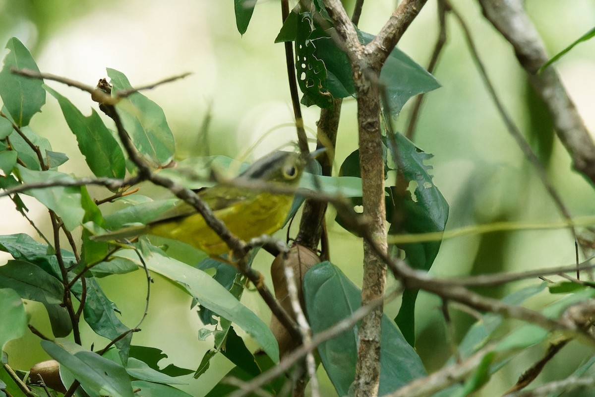 Alström's Warbler - ML545698281