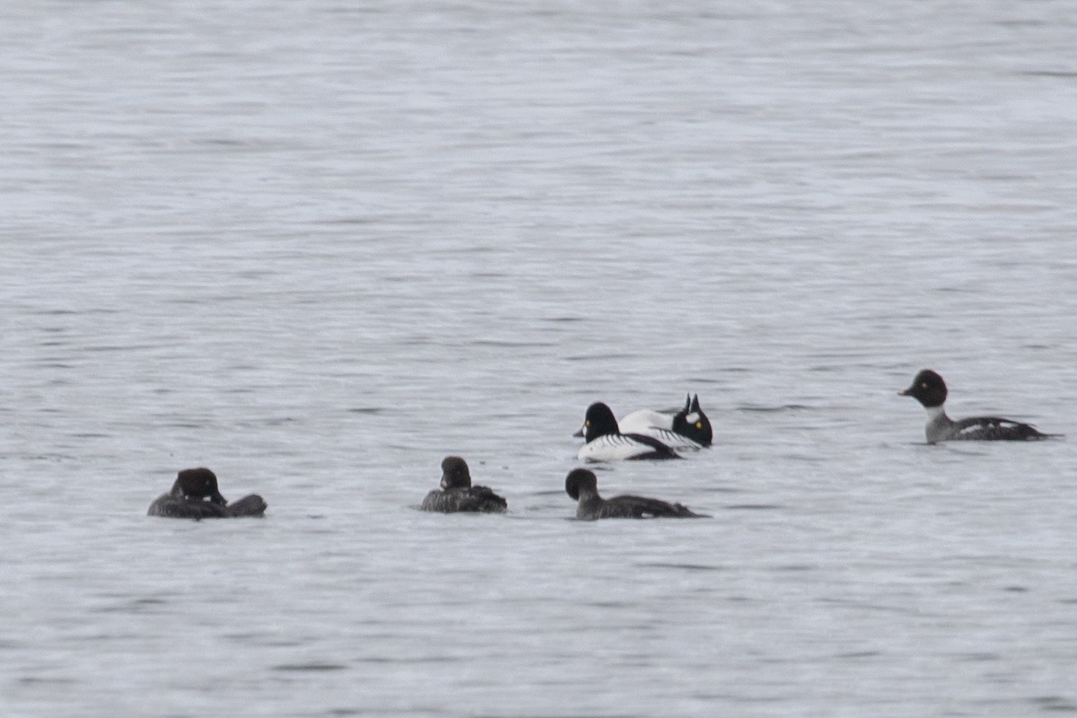 Common Goldeneye - ML545698711