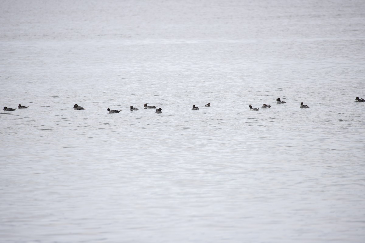 Common Goldeneye - ML545698721