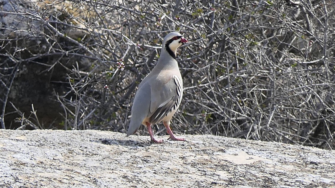 Chukar - ML545699611