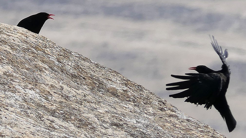 Red-billed Chough - ML545699641