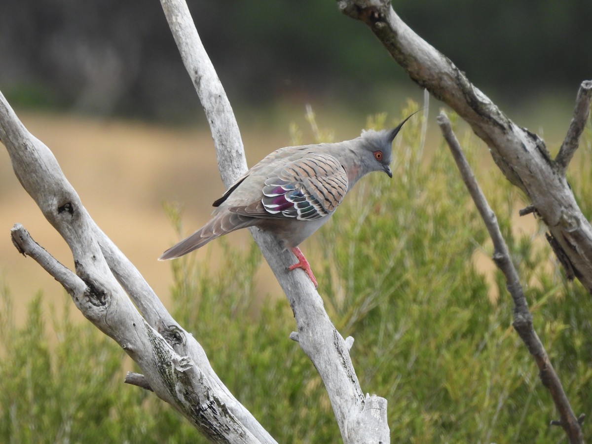 Crested Pigeon - ML545700451