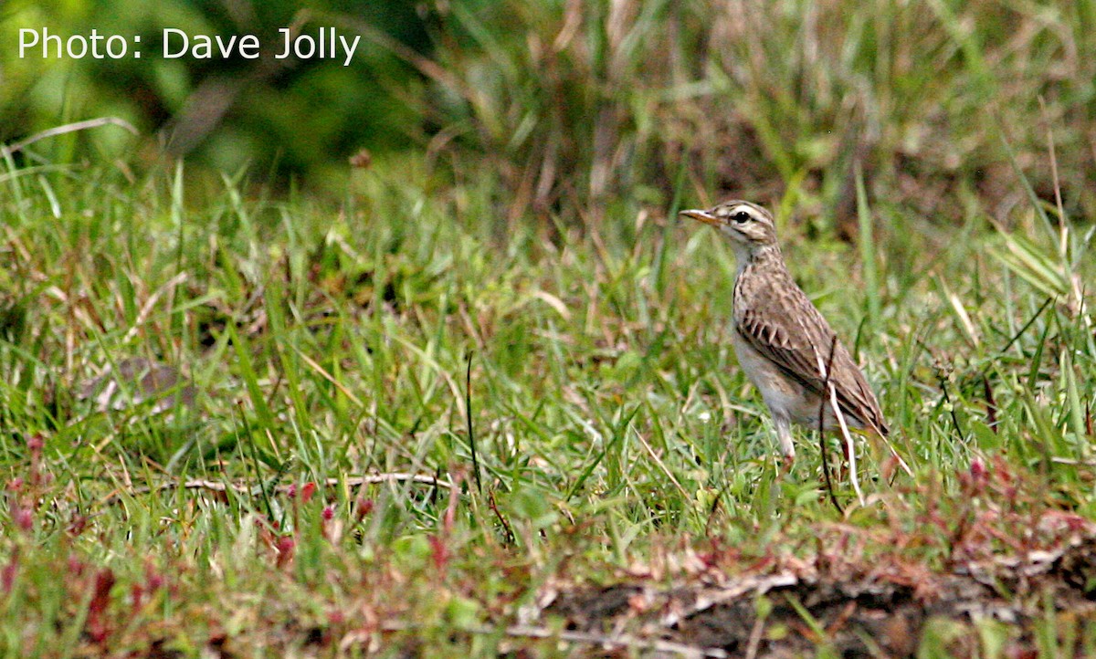 Paddyfield Pipit - Dave Jolly