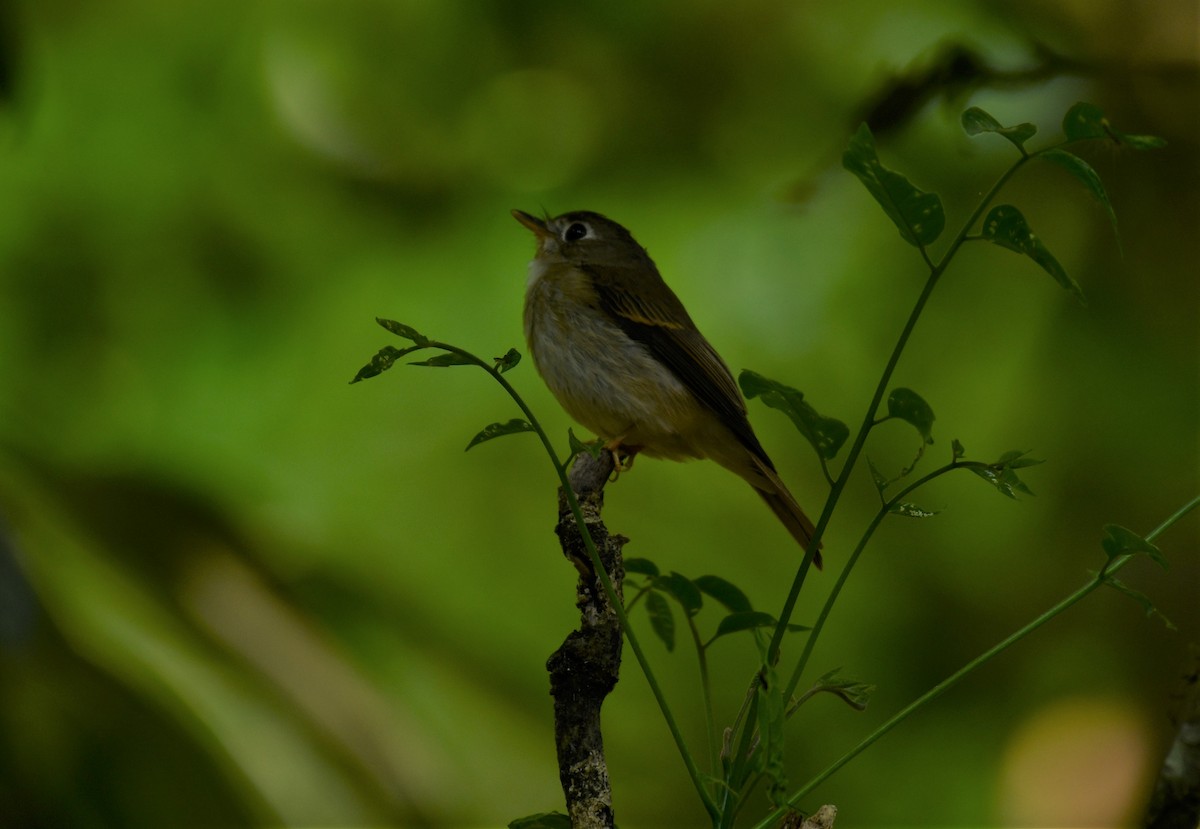 Brown-breasted Flycatcher - ML545700801