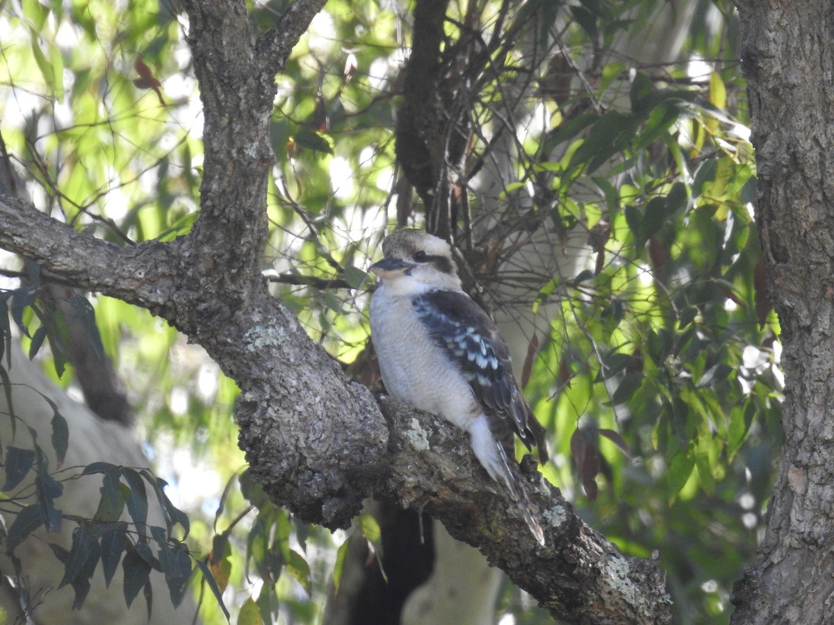 Laughing Kookaburra - ML545700891