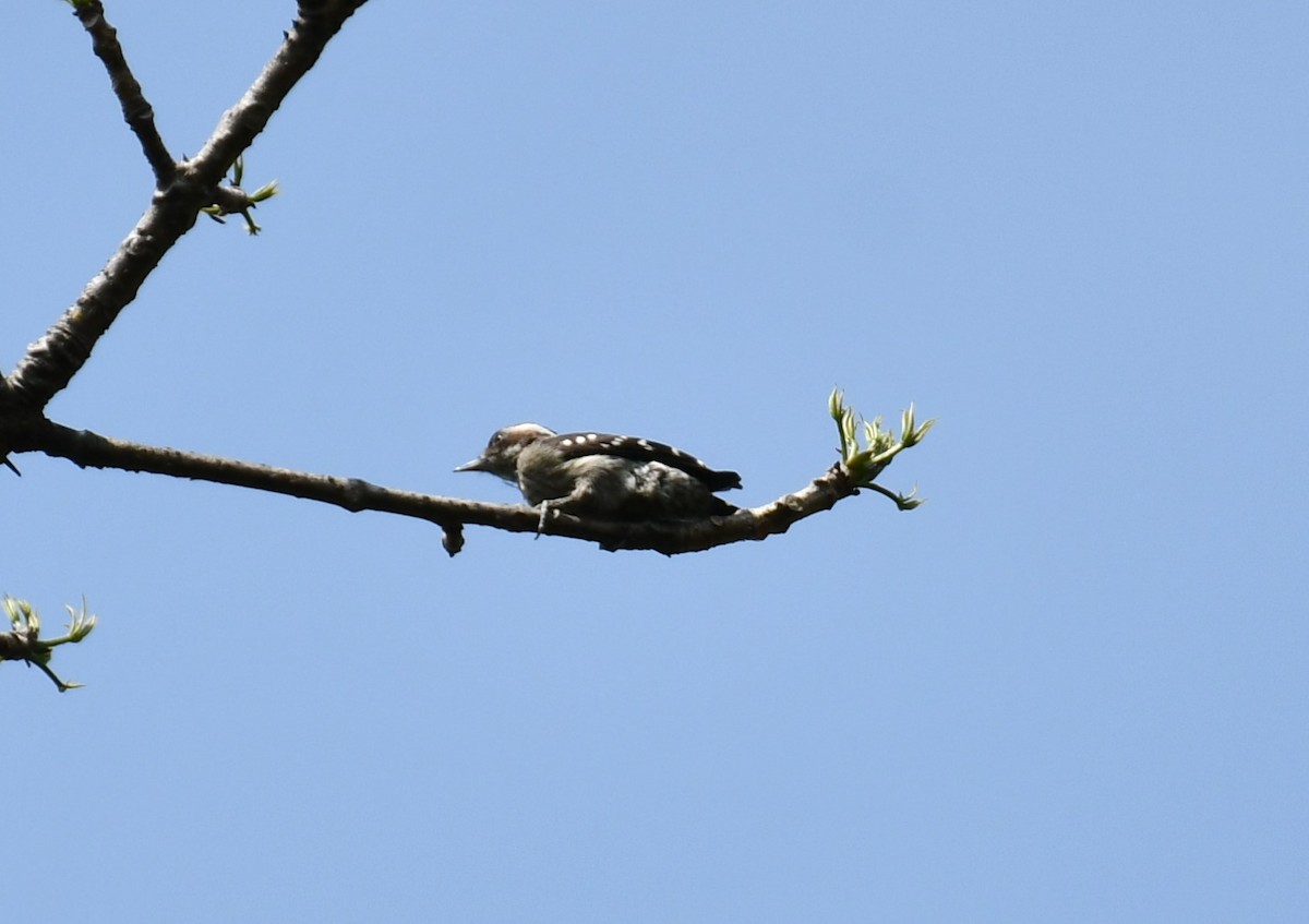 Brown-capped Pygmy Woodpecker - ML545700971