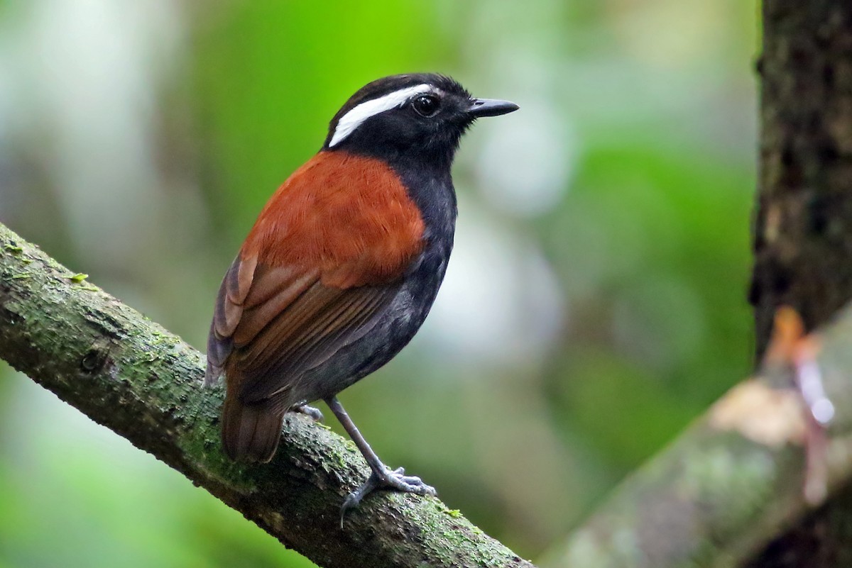 Black-bellied Gnateater - Phillip Edwards