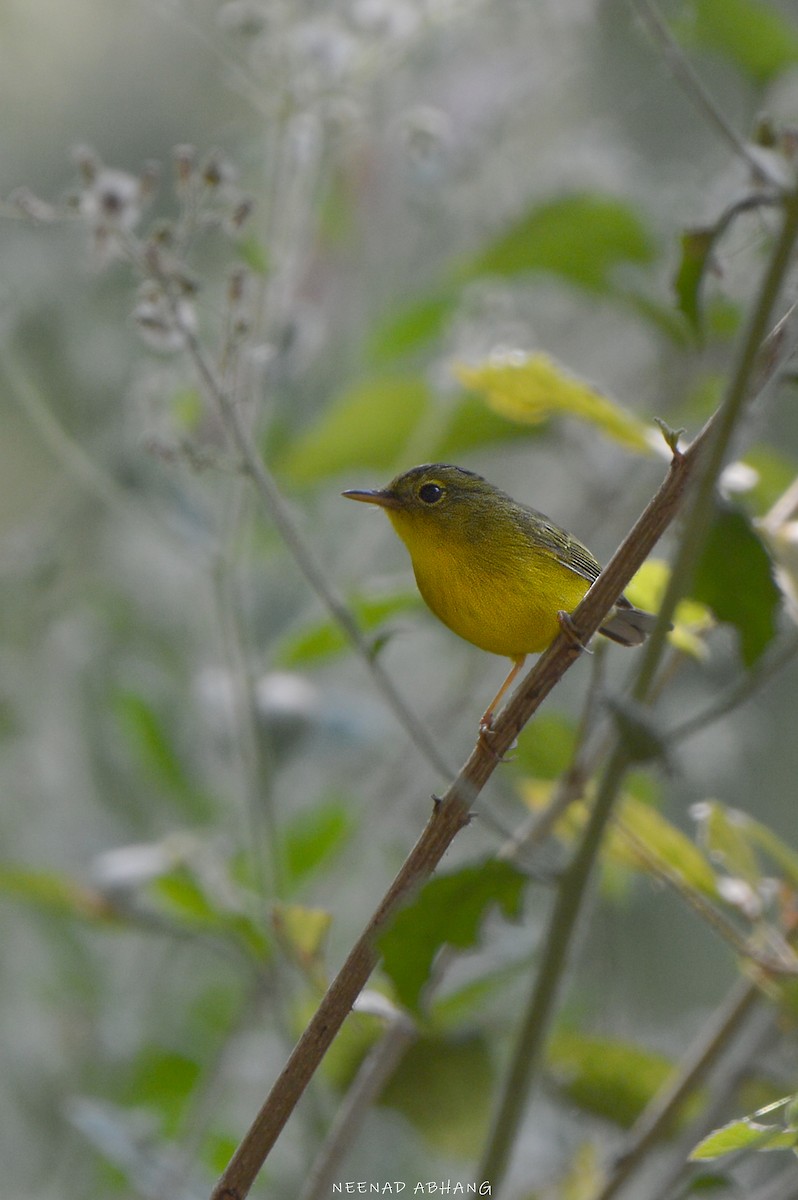 Green-crowned Warbler - Neenad Abhang