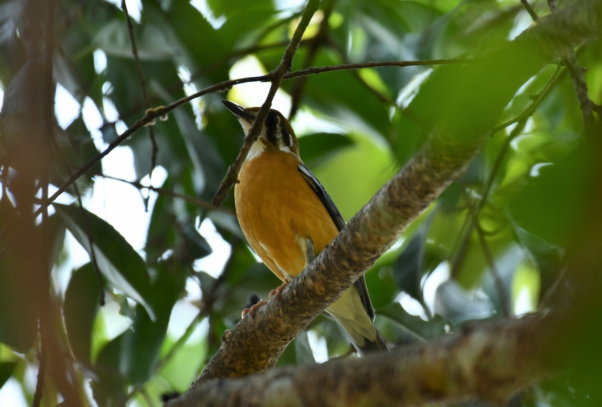 Orange-headed Thrush - ML545701231