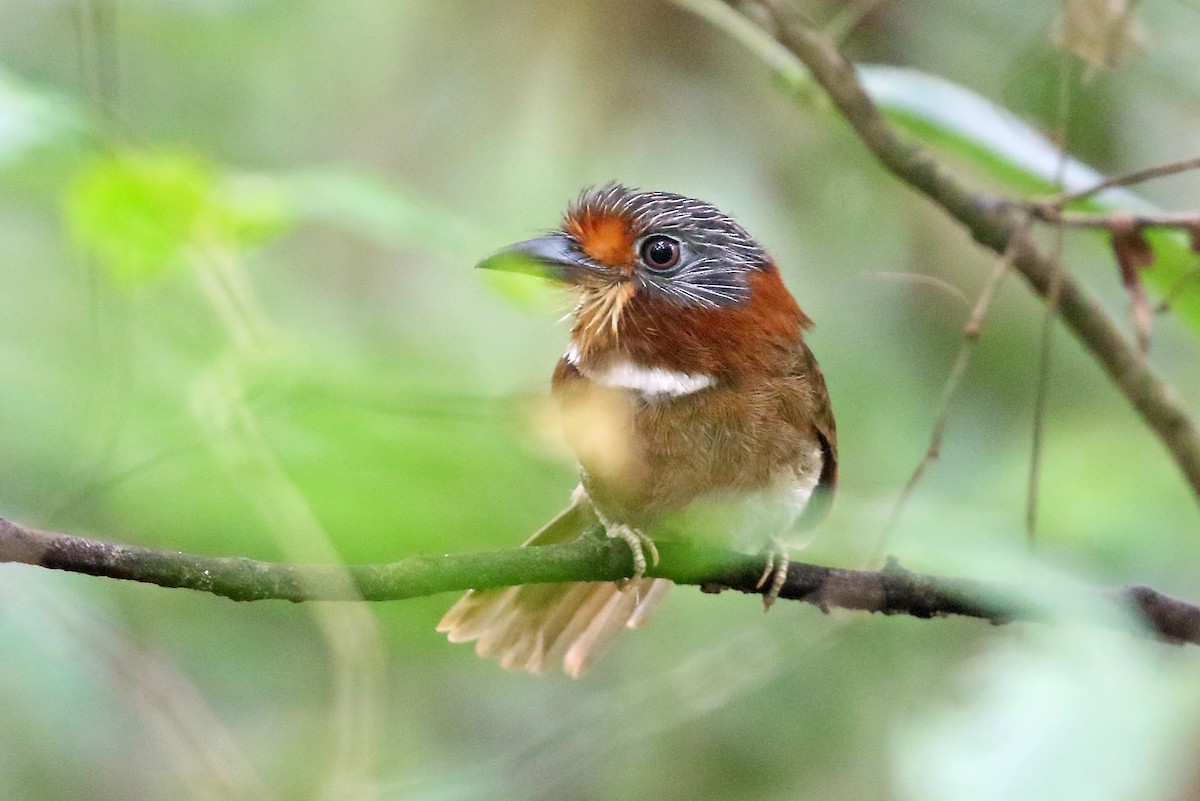 Rufous-necked Puffbird - ML545701411