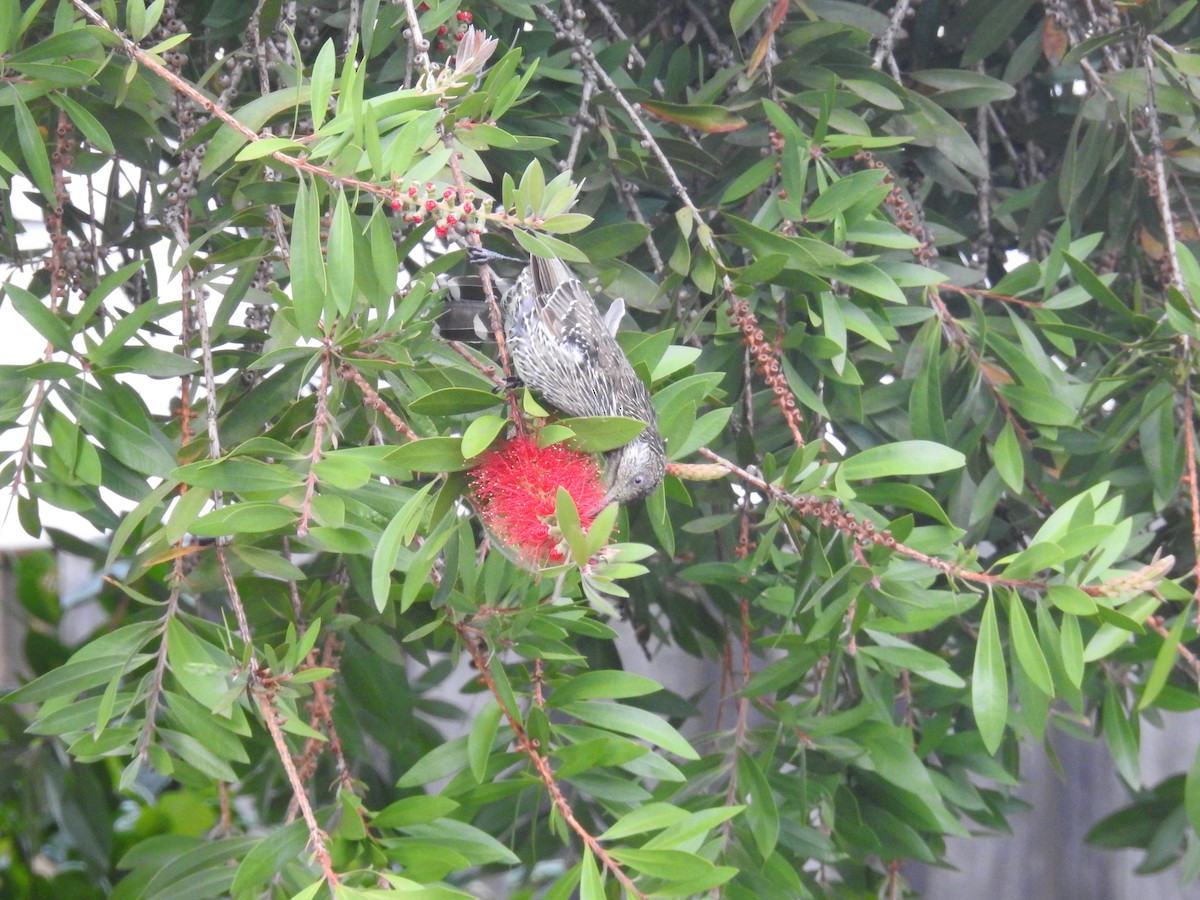 Little Wattlebird - James Spencer