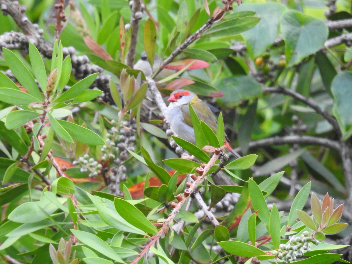 Red-browed Firetail - ML545702101