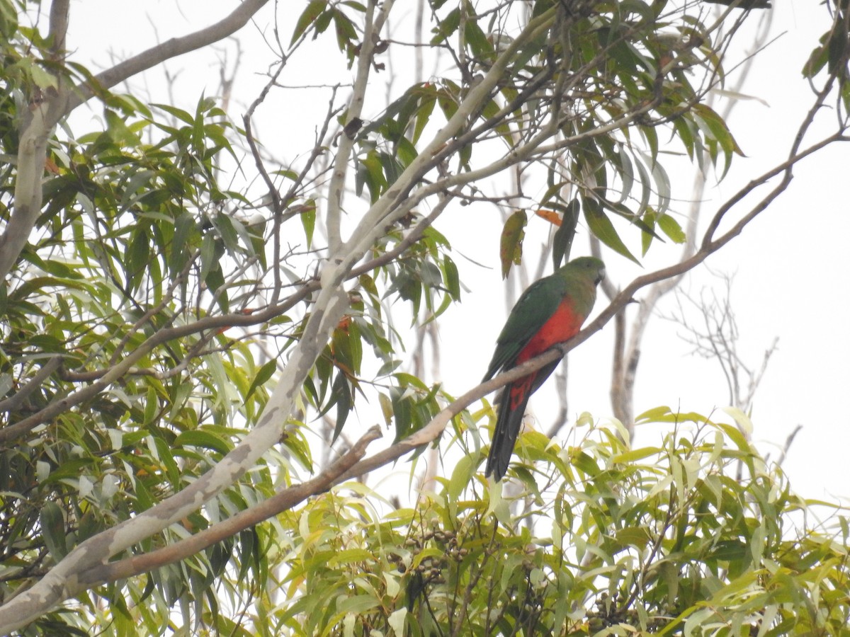 Australian King-Parrot - ML545702181