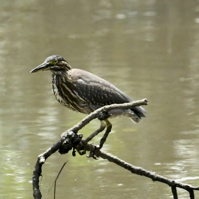 Striated Heron - ML545702921