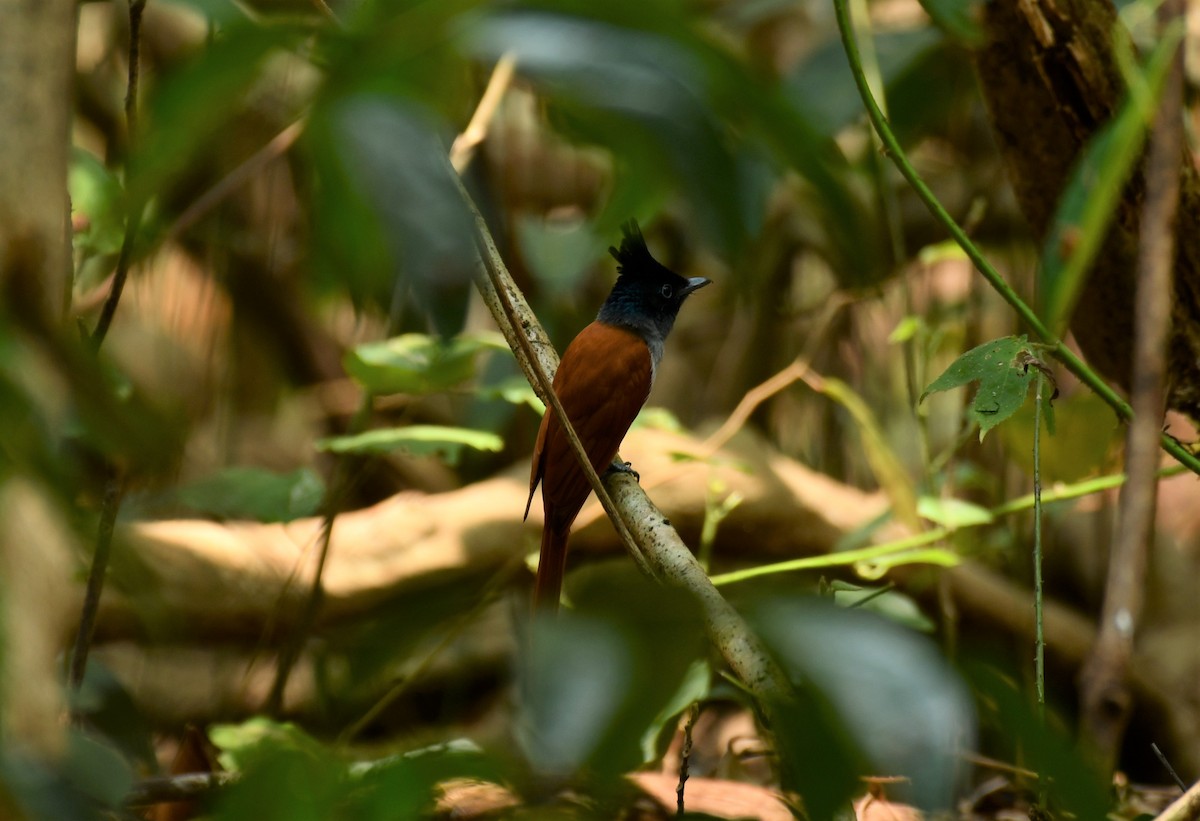 Indian Paradise-Flycatcher - ML545703111