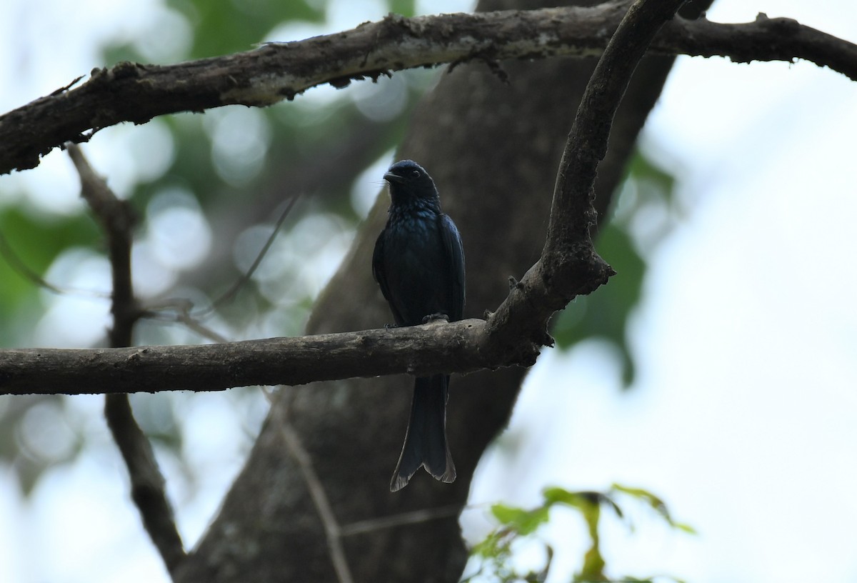 Bronzed Drongo - ML545703241
