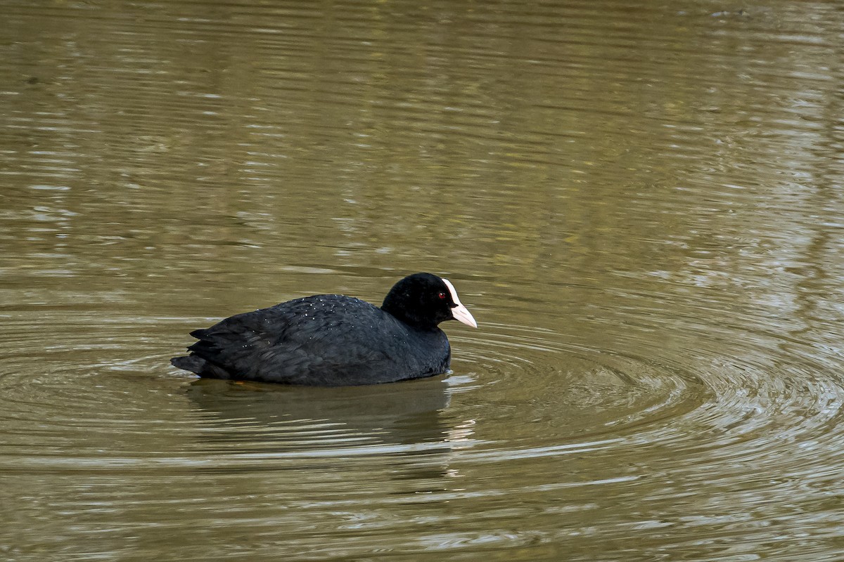 Eurasian Coot - ML545703631