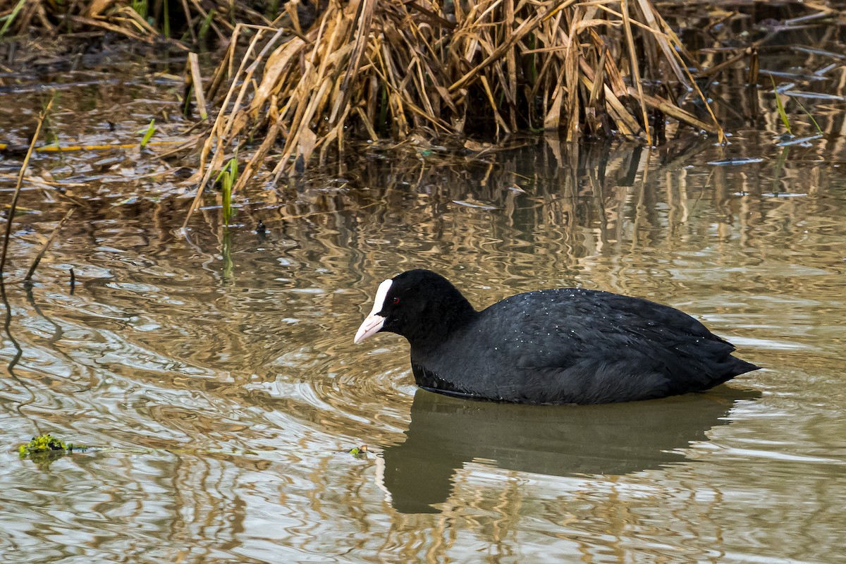 Eurasian Coot - ML545703641