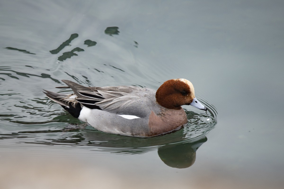 Eurasian Wigeon - ML545703681