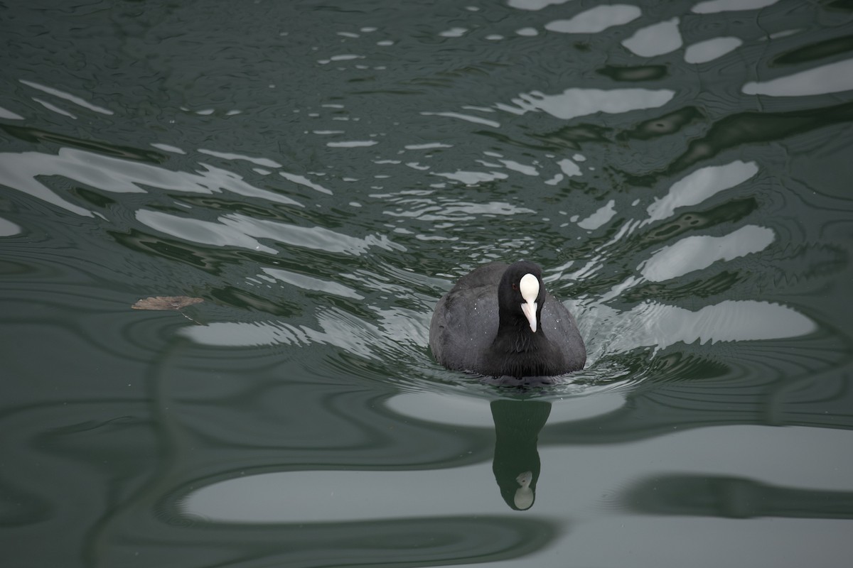 Eurasian Coot - Silvia Kamazuka