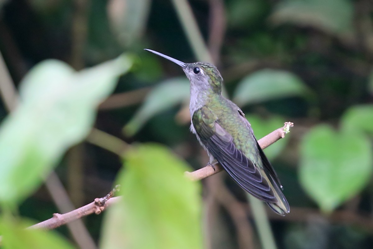 Colibrí Pechigrís - ML545703831