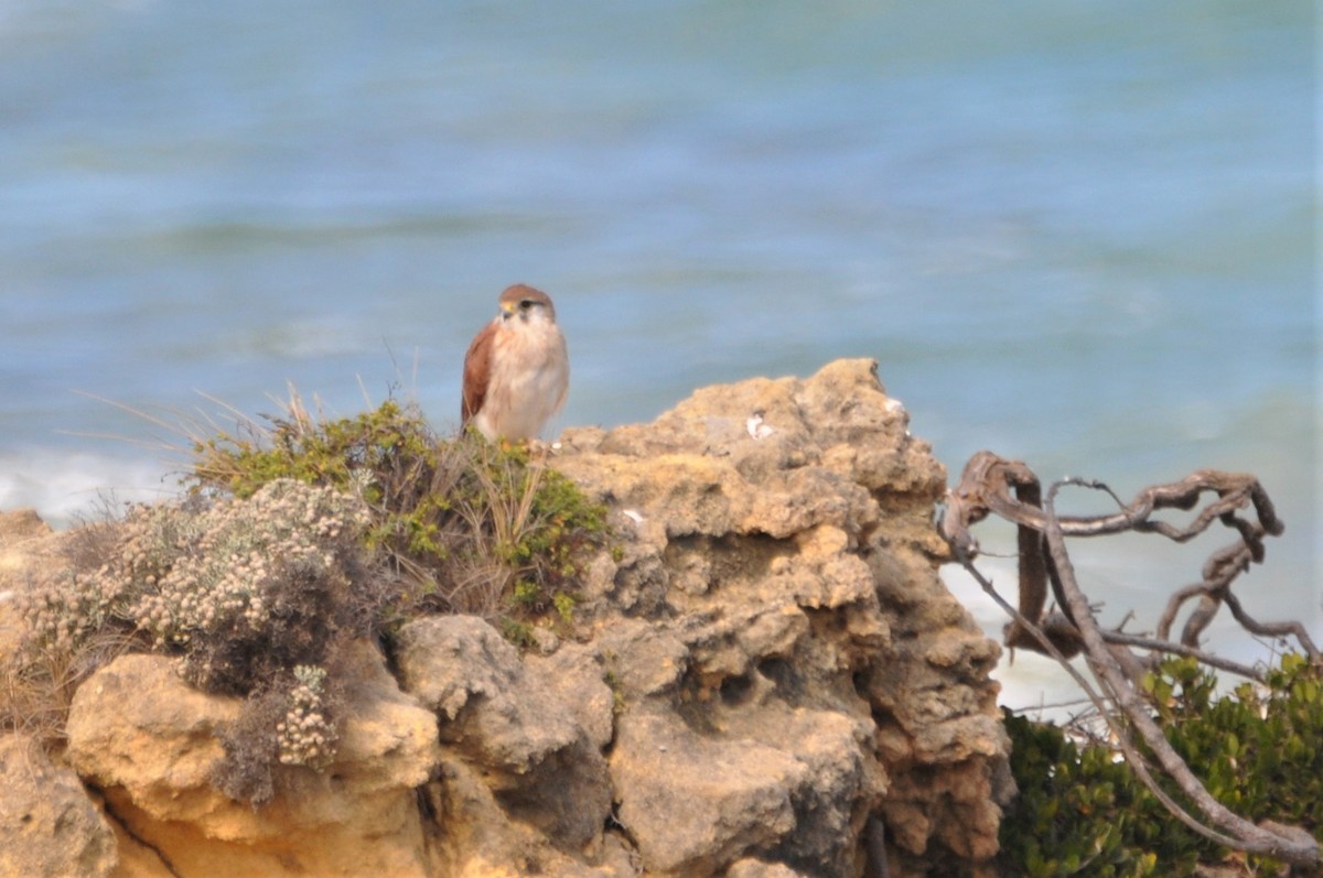 Nankeen Kestrel - ML545705921