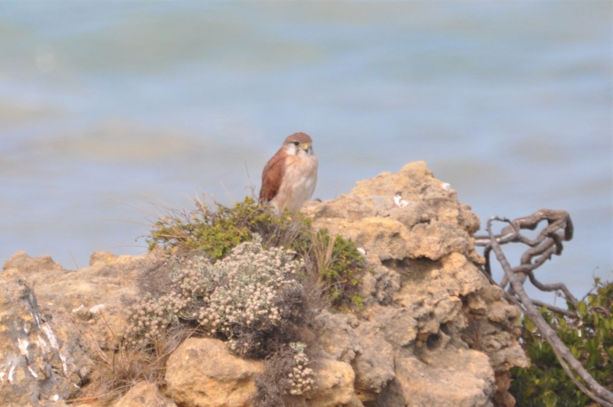 Nankeen Kestrel - ML545705951