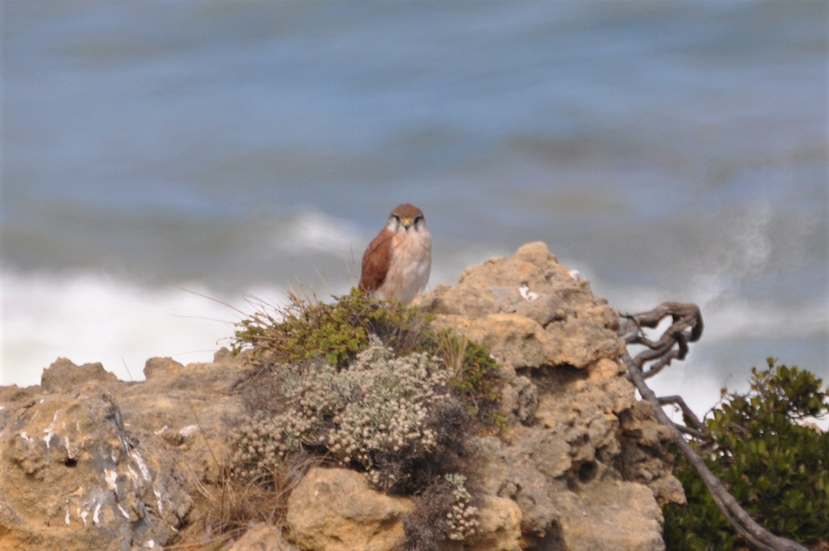 Nankeen Kestrel - ML545705971