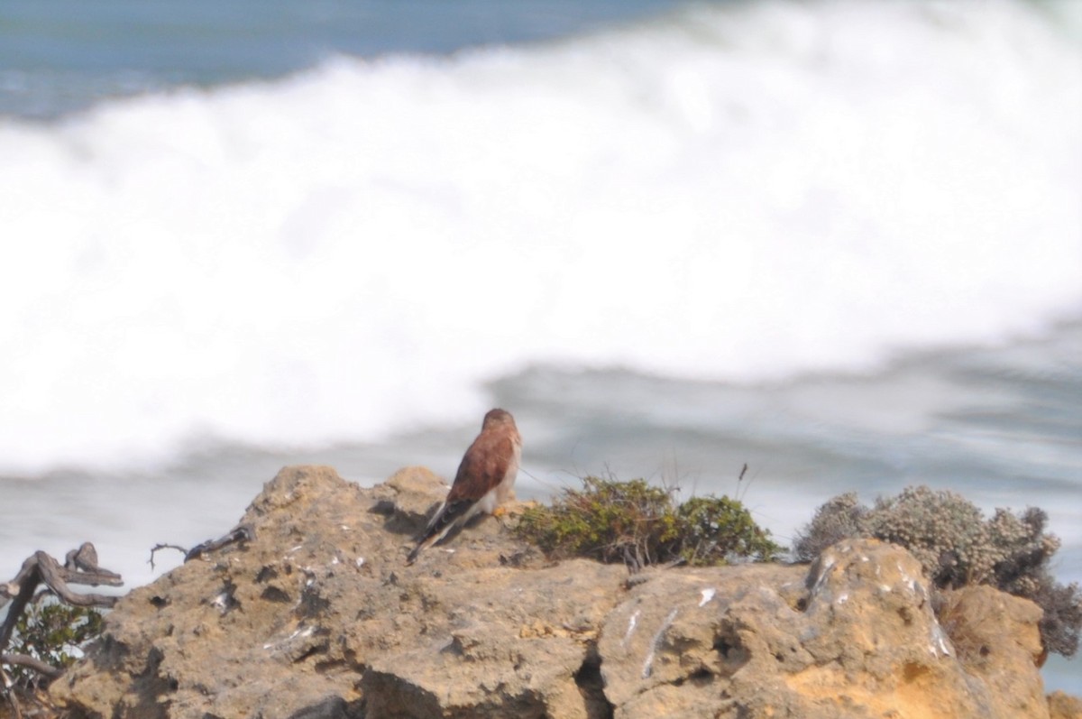Nankeen Kestrel - ML545705991