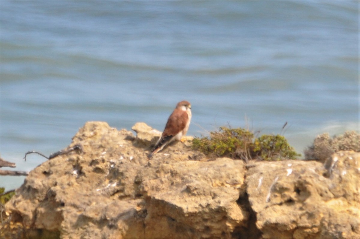 Nankeen Kestrel - ML545706011