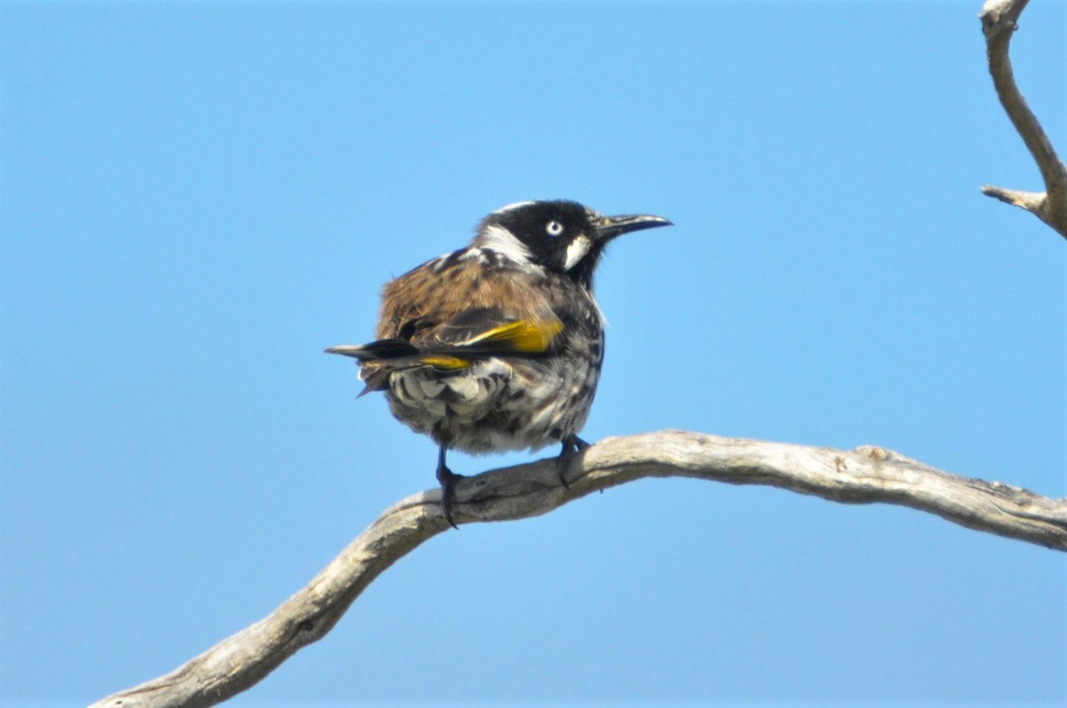 New Holland Honeyeater - ML545706031