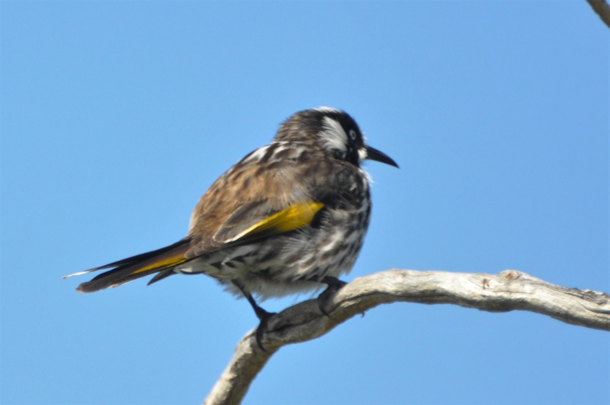 New Holland Honeyeater - ML545706041