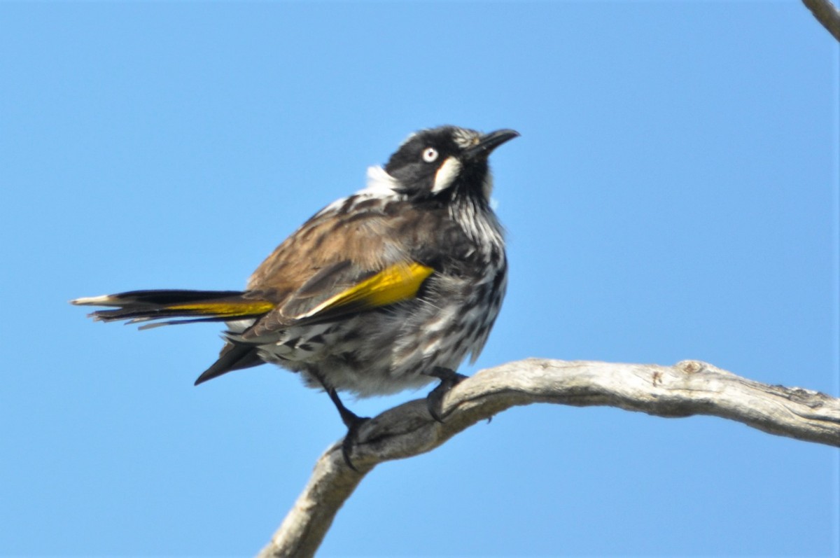 New Holland Honeyeater - ML545706051