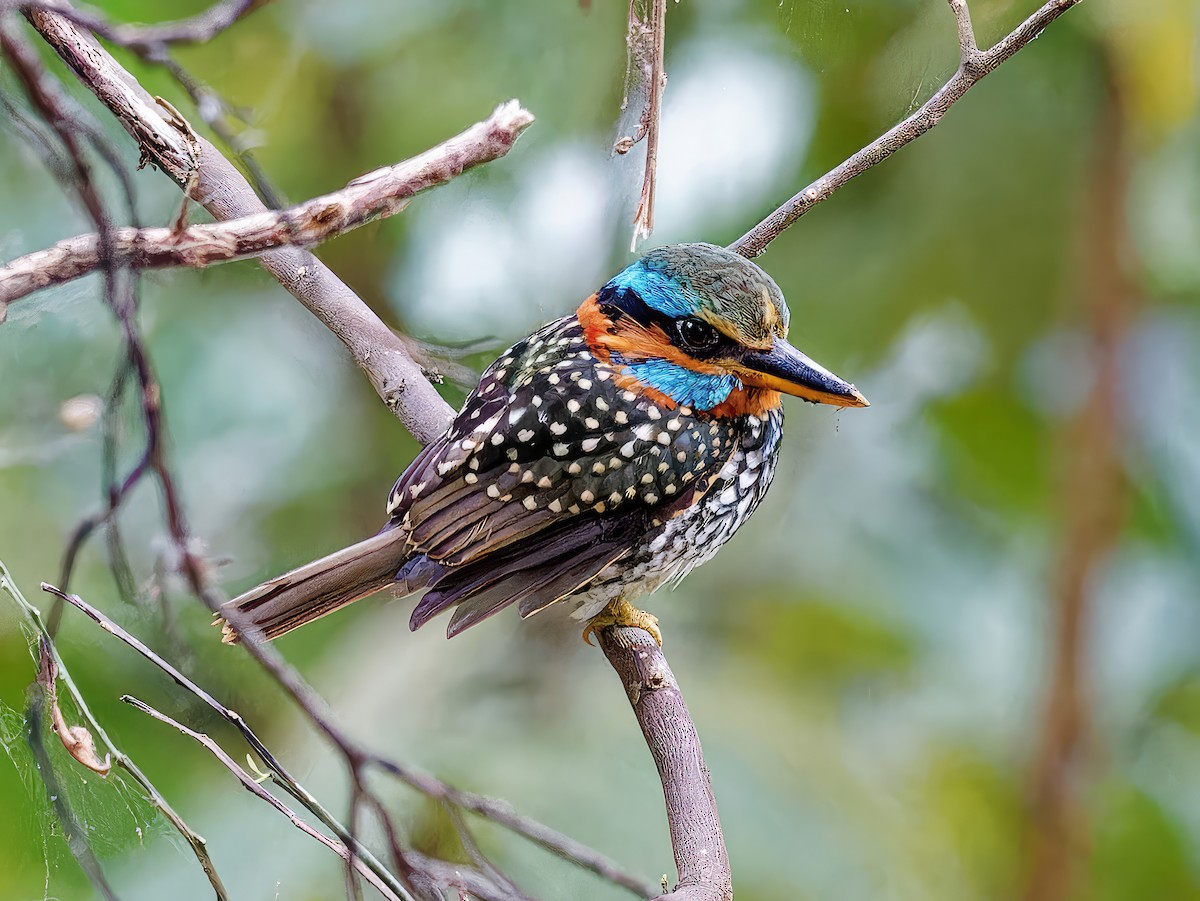 Spotted Kingfisher - Ravi Iyengar