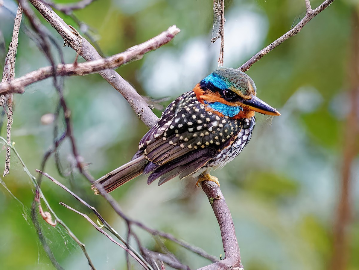 Spotted Kingfisher - Ravi Iyengar