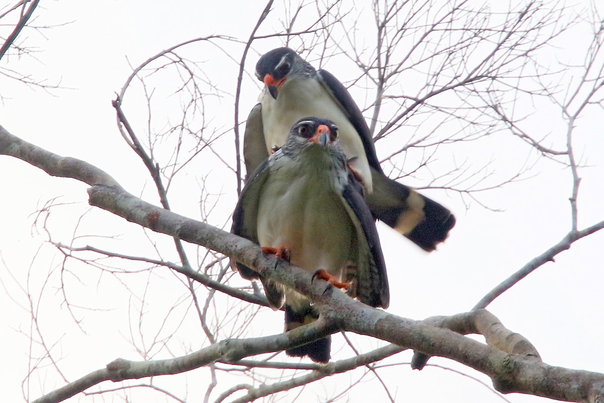 White-browed Hawk - Phillip Edwards