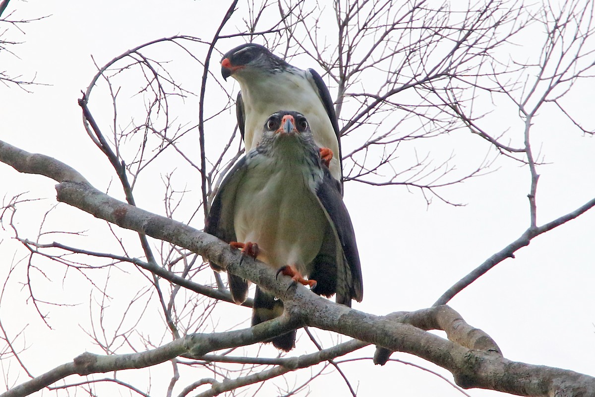 White-browed Hawk - Phillip Edwards