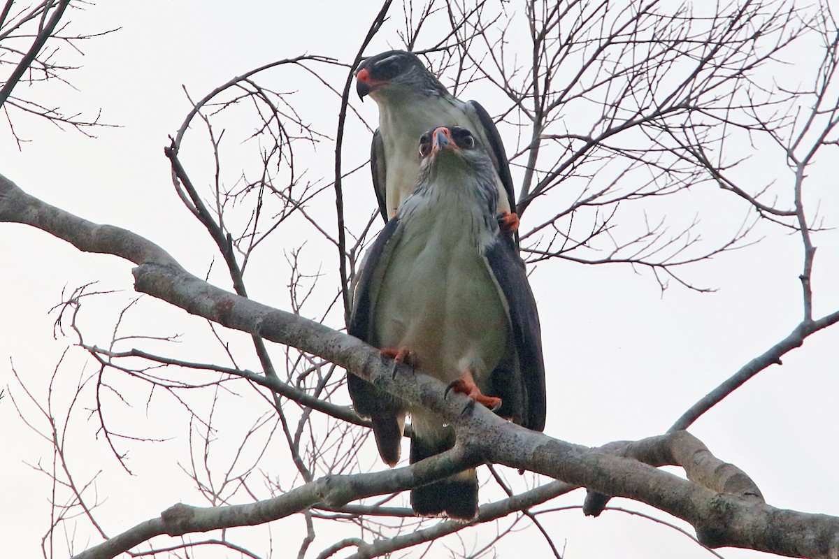 White-browed Hawk - ML545706851