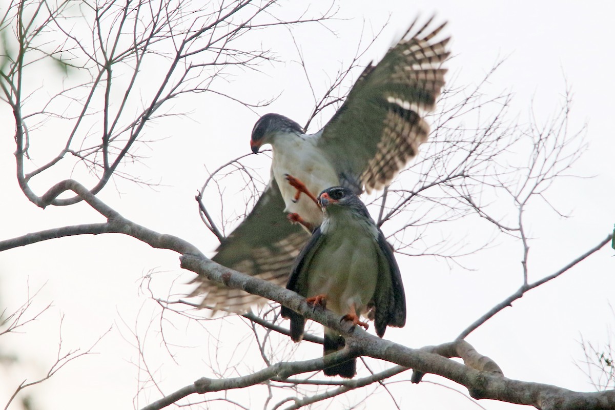 White-browed Hawk - ML545707021