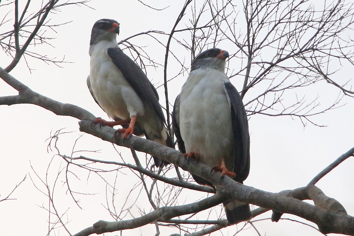 White-browed Hawk - ML545707041