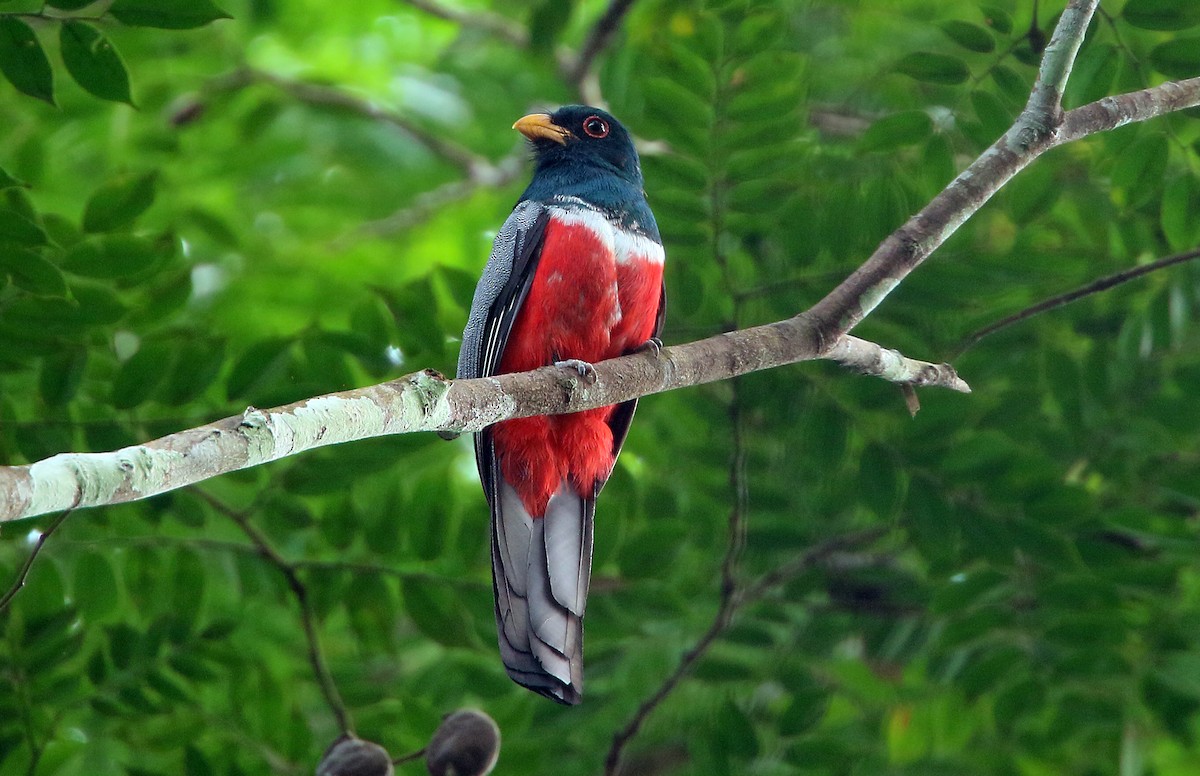 Kara Kuyruklu Trogon - ML545707651