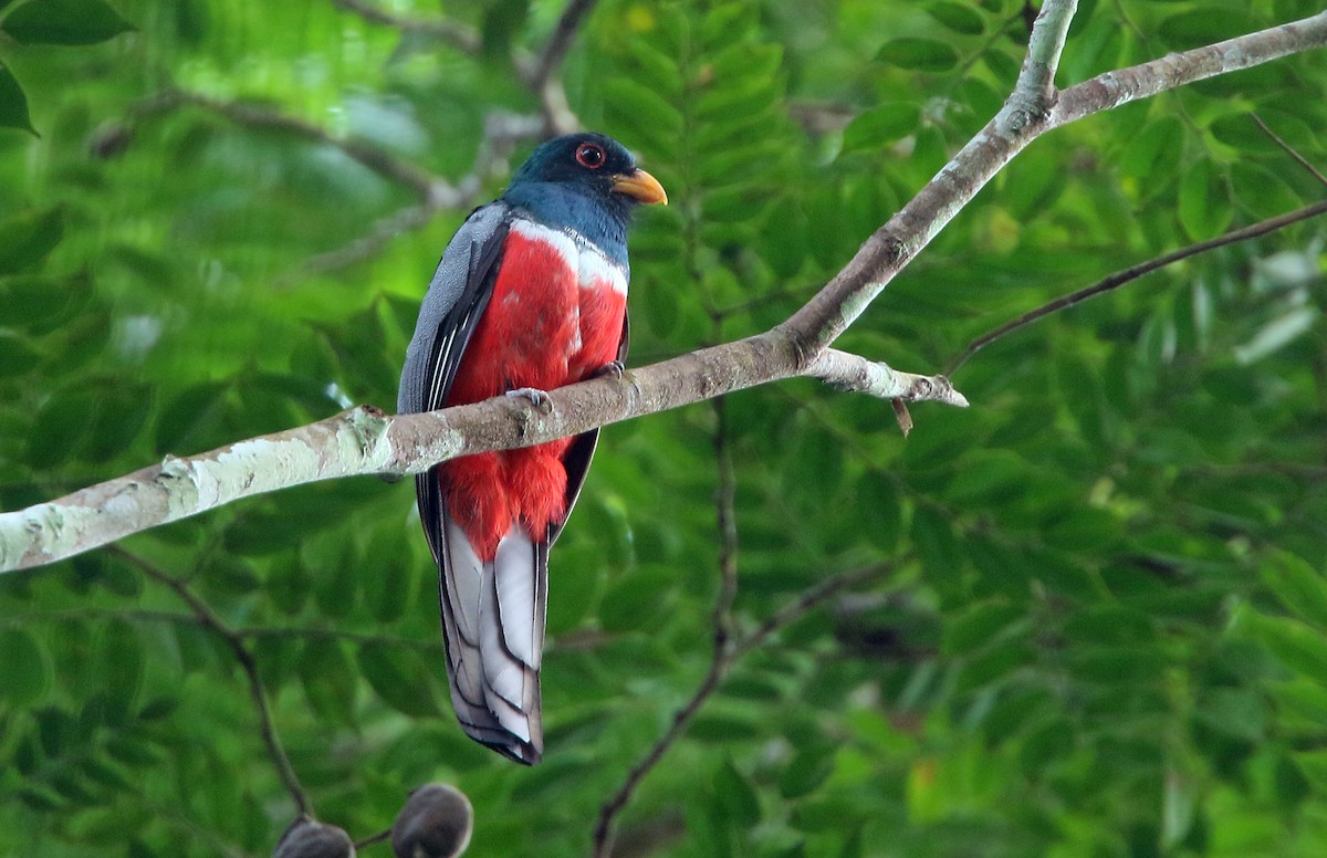 Kara Kuyruklu Trogon - ML545707661