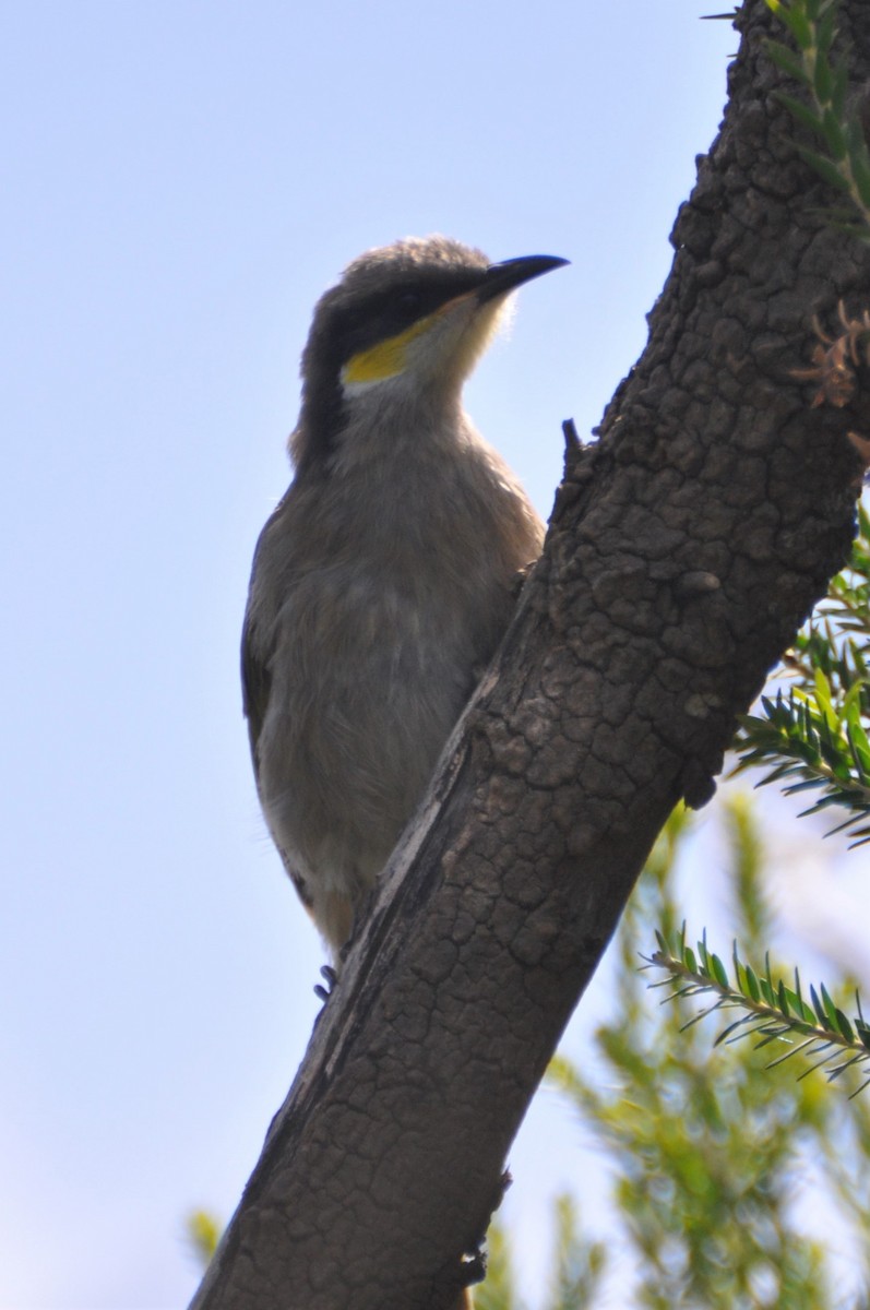 Singing Honeyeater - ML545707781