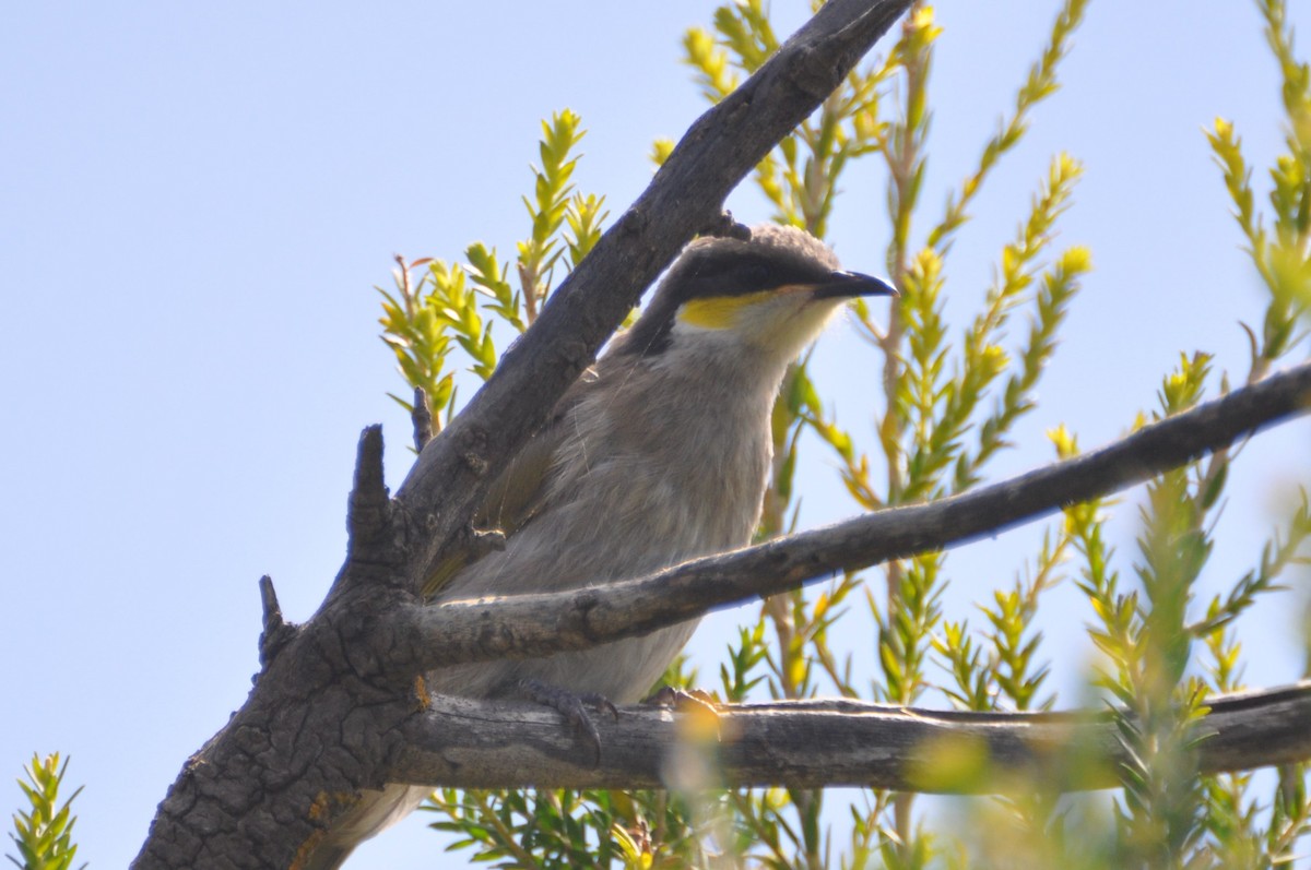 Singing Honeyeater - ML545707791