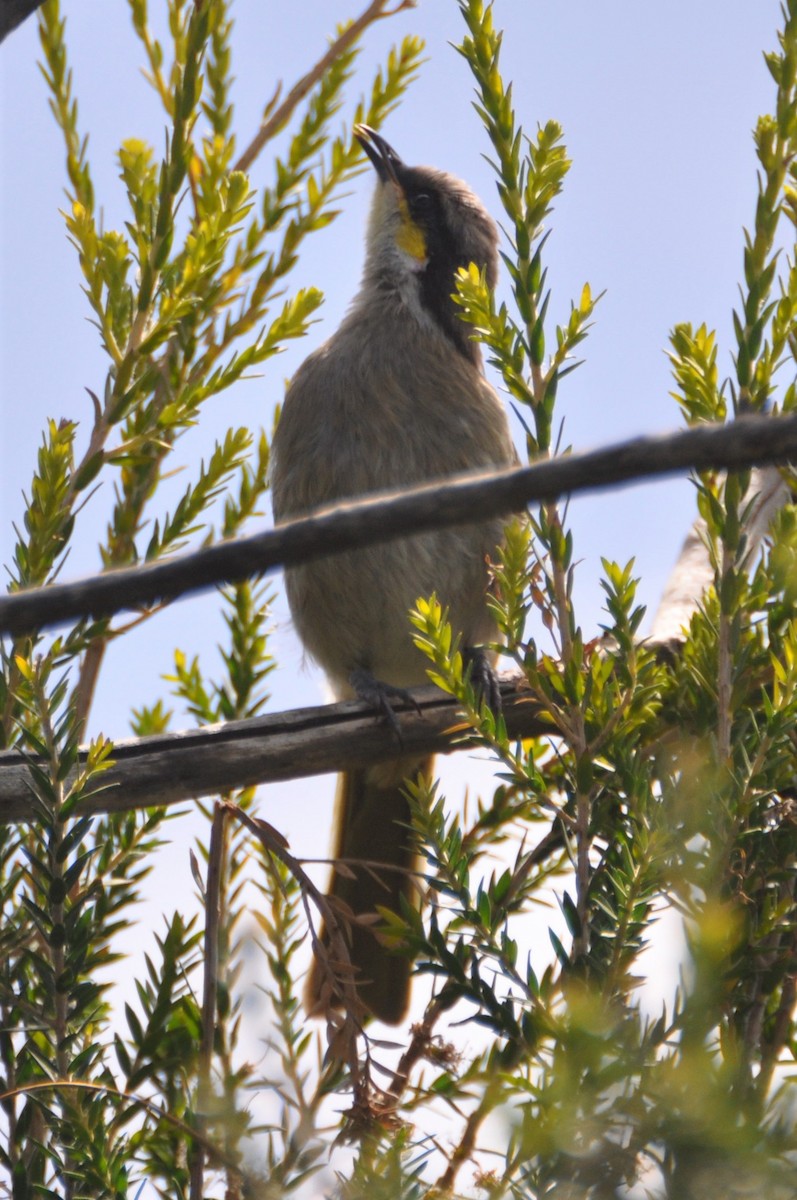 Singing Honeyeater - ML545707811