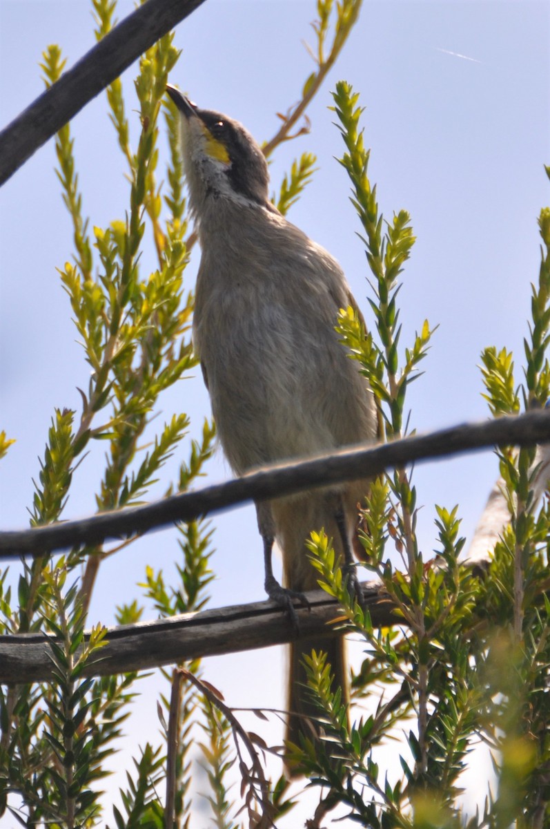 Singing Honeyeater - ML545707821