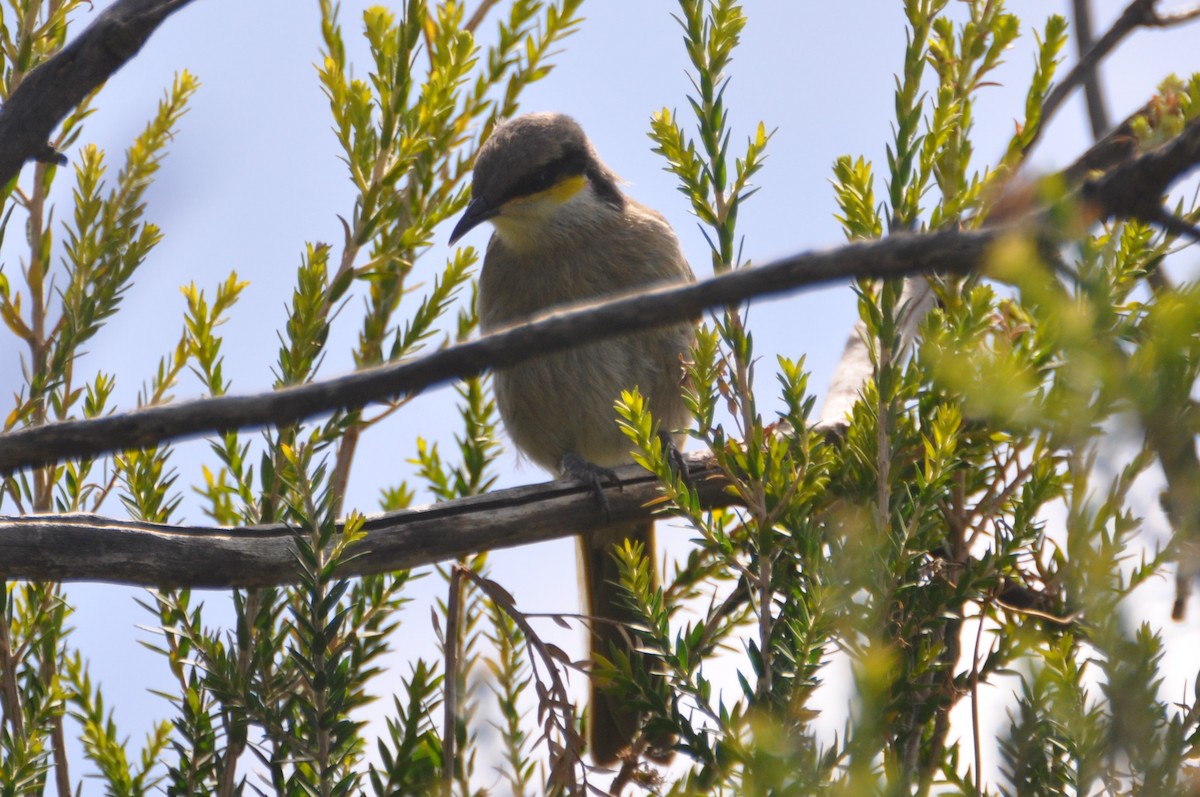 Singing Honeyeater - ML545707841